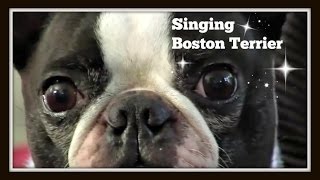 Cute funny singing Boston Terrier dog star Louie on Talent Hounds