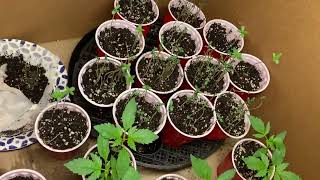 Gorrilla glue bag seedlings