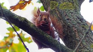 Red Squirrel eating nuts