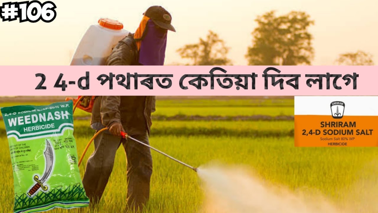 পথাৰৰ মাজত মাৰিব পৰা বন মৰা দৰৱ // কেতিয়া আৰু কেনেকৈ বিৱহাৰ কৰিব লাগে // 2 4-d herbicide // paddy