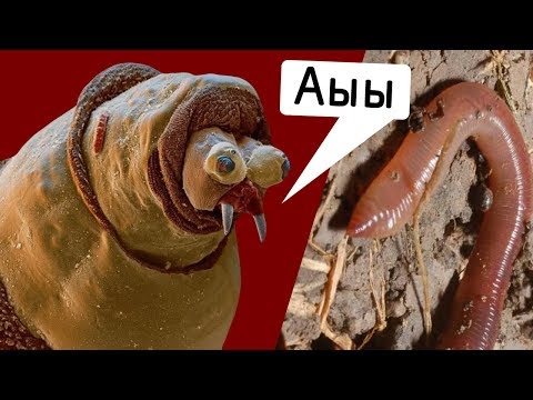 Как выглядит лицо дождевого червя?