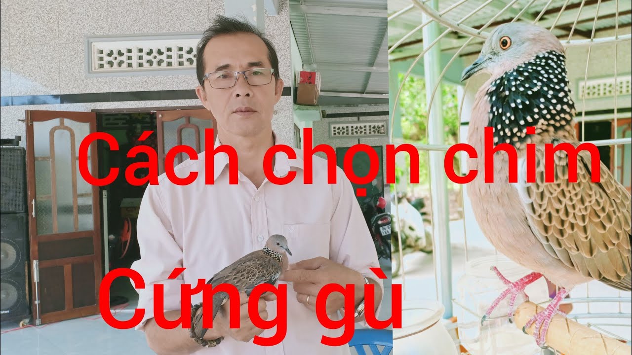 Cách chọn & nhận biết chim cu già gù