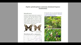 VM Butterfly challenge, update - BDI Citizen Scientist Hour #28  - Fanie Rautenbach