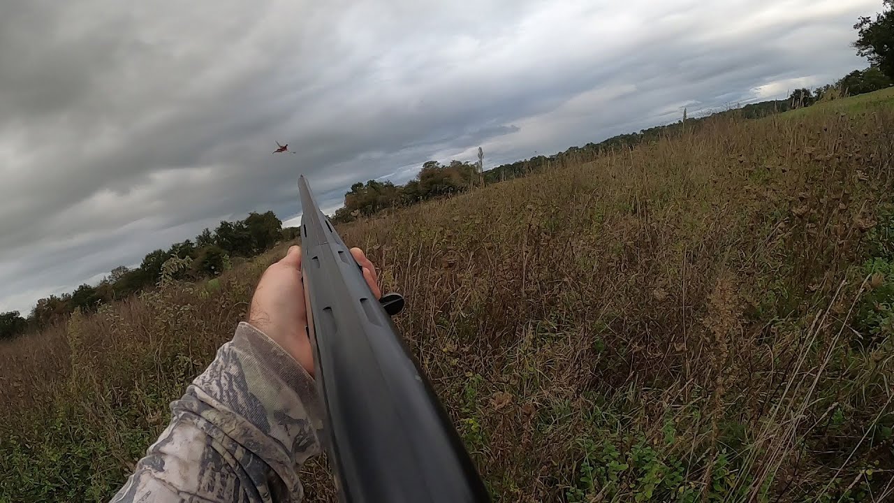 chasse faisan / pheasant hunting YouTube