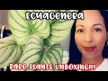 Ecuagenera Rare Plants Unboxing || TWO RARE PHILODENDRONS || INTERNATIONAL MAIL