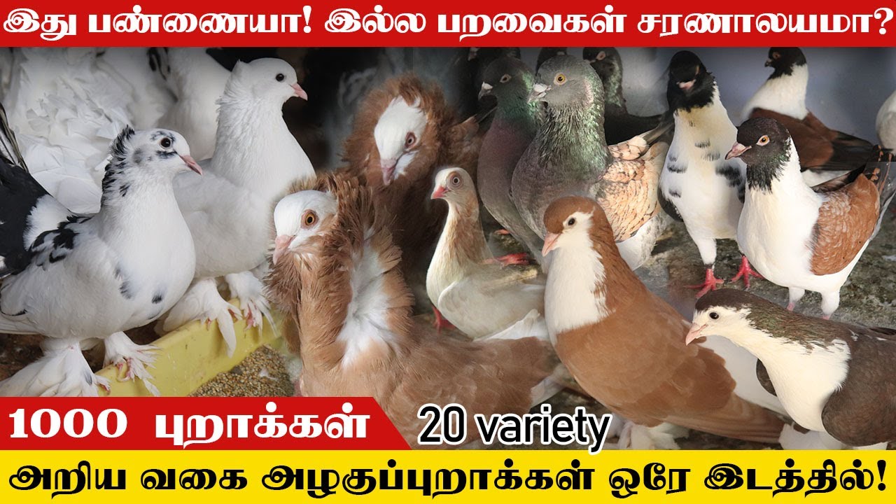 அனைத்து வித அழகுப்புறாக்களும் ஒரே இடத்தில்! 20 variety | 1000 புறாக்கள் | ️Largest Fancy Pigeon