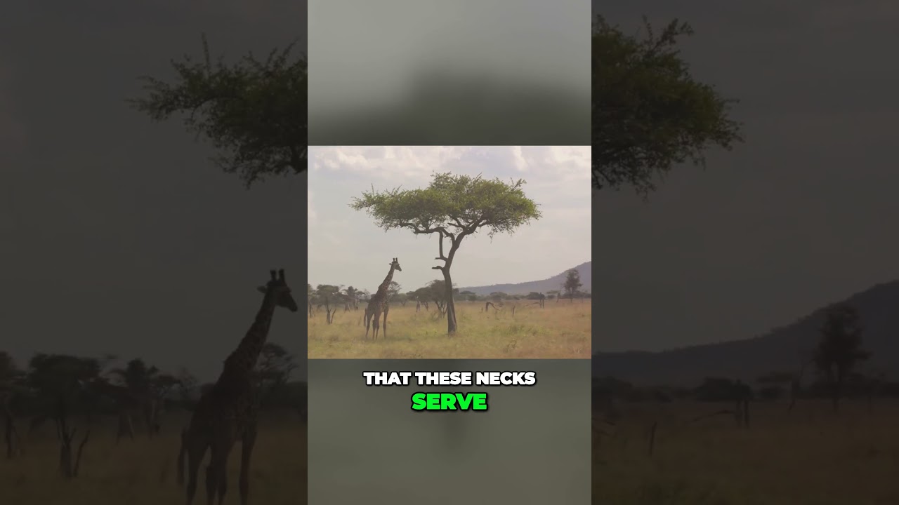 The Mysterious Secrets Behind Giraffes Enigmatic Long Necks 