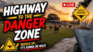 Wednesday Round Up-HEAVY HOOVES & BIG HORNS!Watch Longhorn Lester Lead the Herd!