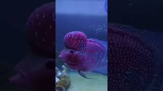 Download Lagu SRD KZZ THAILAND FLOWERHORN MP3