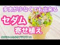 【多肉植物】多肉が少なくても出来る❣️セダムのチマチマ寄せ植え