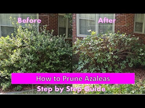 How and When To Prune Azaleas