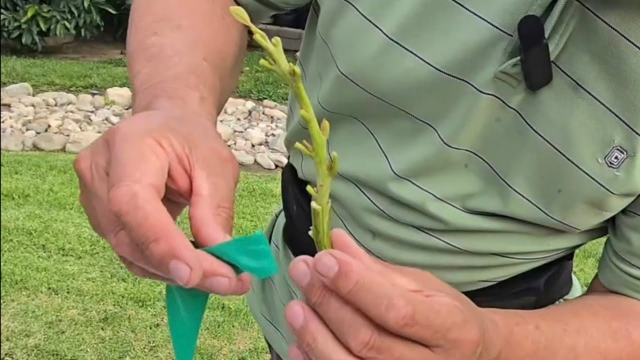 How to graft an Avocado tree.