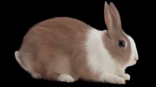 Moraishd - Surf Kiss Track Ao Tji