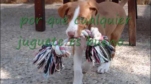 Terra - Podenco Ibicenco 2