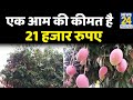 विश्व के सबसे महंगे आम का एक पेड़ Bihar के पूर्णिया में भी, एक आम की कीमत है 21 हजार रुपए