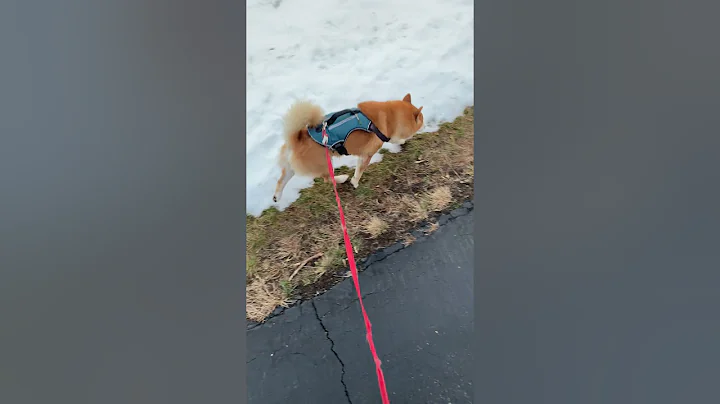 Riley on his Fall walk through a forest with melti...