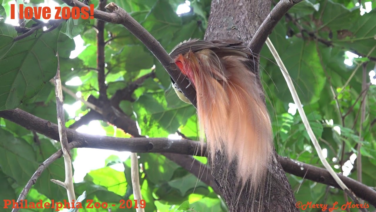 Philadelphia Zoo New Raggiana Bird of Paradise Preening 