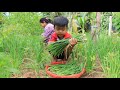 Seyhak harvest garlic chives with grandma / Prepare nutritious food for family
