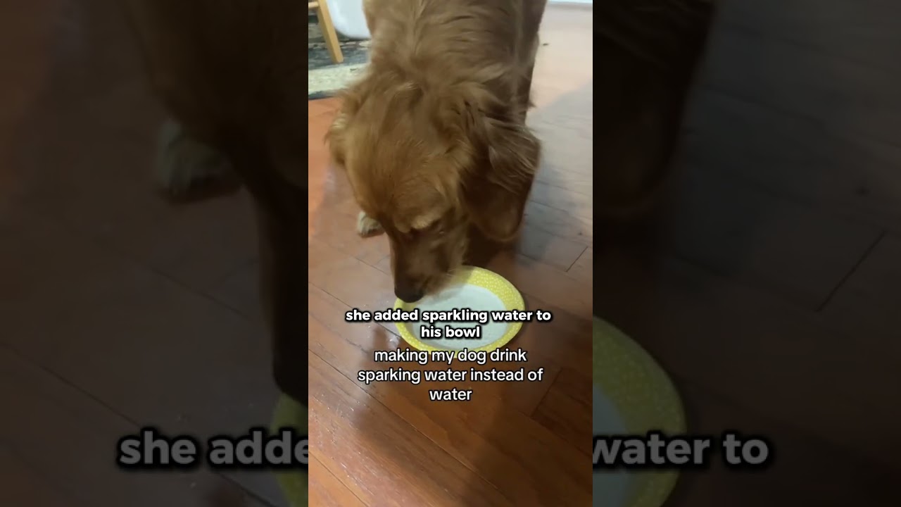Her dog was so confused 😂