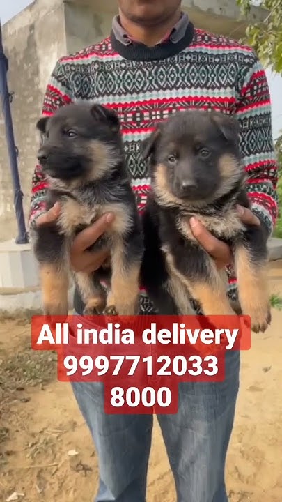 german-shepherd-double-coat-female-puppy-available-for-sale-location