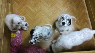 English setter puppies