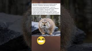 Котенок Манула #шортс #юмор #смех #прикол #рекомендации #мем #смешно #смешновидео #смешнойшортс