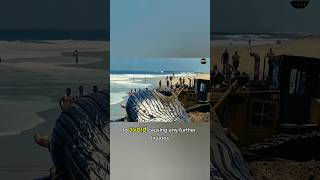 Massive Whale Starts Bleeding During Dramatic Beach Rescue 😱 | Bulldozer Saves Stranded Whale