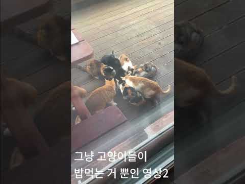고양이들이 밥먹는 거 뿐인 영상