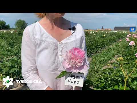 Angel cheeks peony.