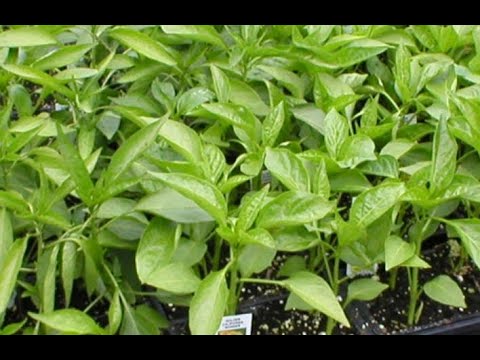 فيديو: زراعة شتلات الفلفل الحلو