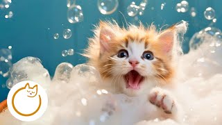 INSTANT RELAXATION for Cats - Soothing Lullabies for Anxious Cats 🐱 by Calm Your Cat - Relaxing Music and Tv For Cats 622 views 3 months ago 3 hours, 33 minutes