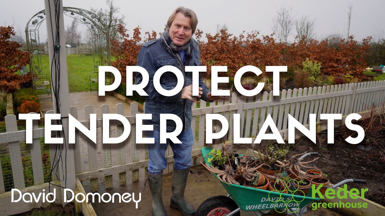 Простой способ защитить нежные растения от заморозков!