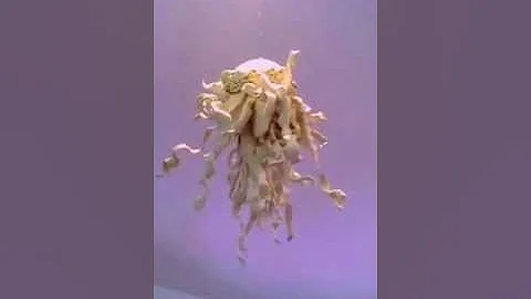 New jellyfish sculpture. By Scott riddle