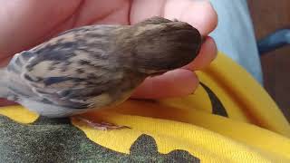 Mi mi sparrow