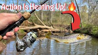 Fishing For Wild Brown Trout On A Beautiful Pennsylvania Creek! (Spring 2026)
