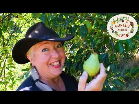 วีดีโอ: วิธีปลูก Summercrisp Pears: การดูแลต้น Summercrisp Pear