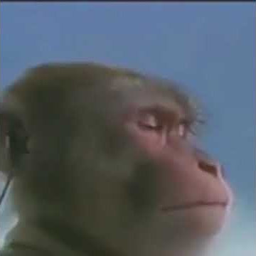 Lagu Kuntul - Kuntul Anjing
