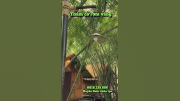 Cỏ rơm vàng lợp mái tạo không gian cực chill #trending #nhadep #shorts