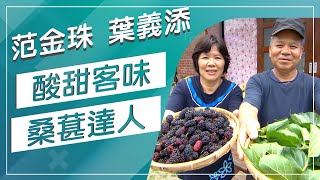 草地狀元酸甜客味 桑葚達人(20180528播出)careermaster