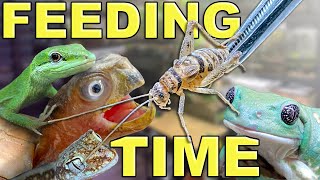 FEEDING MY PET REPTILES & FROGS BUGS!! by Mike Tytula 11,116 views 10 months ago 18 minutes