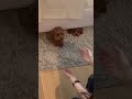 Dogs Play Hide and Seek Under Bed