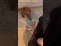 Dogs Play Hide and Seek Under Bed