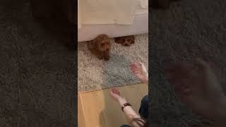 Dogs Play Hide and Seek Under Bed