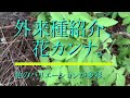 外来種紹介、花カンナ。