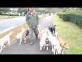 KDP-Kanagawa dog protectionをご存知ですか？　＃一緒に 生きよう　#GiveThanks　#GiveThanksForAnimal