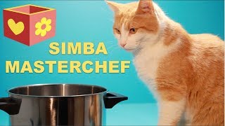 Cute cat part six | Bellboxes | Simba the master chef | 6 | by Bellboxes 1,119,000 views 6 years ago 5 minutes, 11 seconds