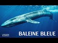 La Baleine Bleue et les Mystères Biologiques au-delà de la Compréhension Humaine