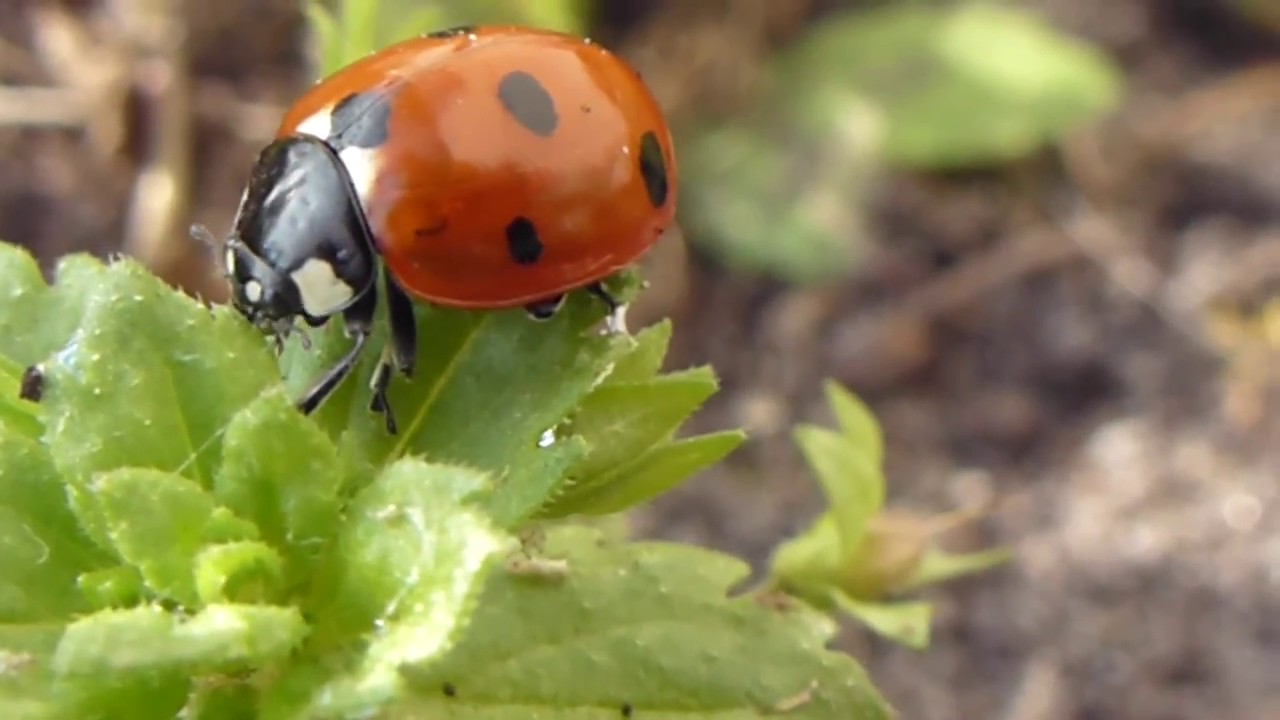 Laydibird - Devouring aphids  - Winter speedwell - Veronica -   Bládepla -  Maríuhæna - Borðar lús