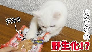おやつが好きすぎて袋を破いた猫