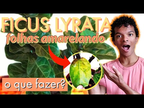 Ficus Lyrata: Folhas Amarelando e Caindo - Saiba o que Fazer!